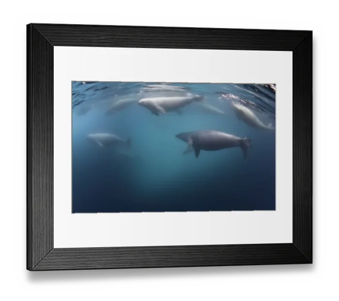 Framed Print : Crabeater seals underwater, Antarctic Peninsula