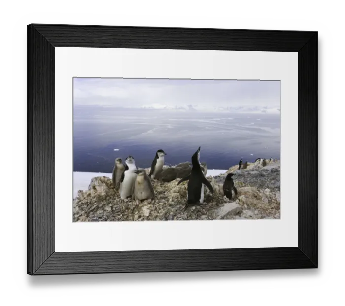 Framed Print : Chinstrap penguins, Antarctic Peninsula