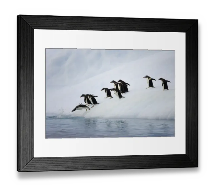 Framed Print : Gentoo penguins on iceberg, Antarctic Peninsula Framed Print : Gentoo penguins on iceberg, Antarctic Peninsula