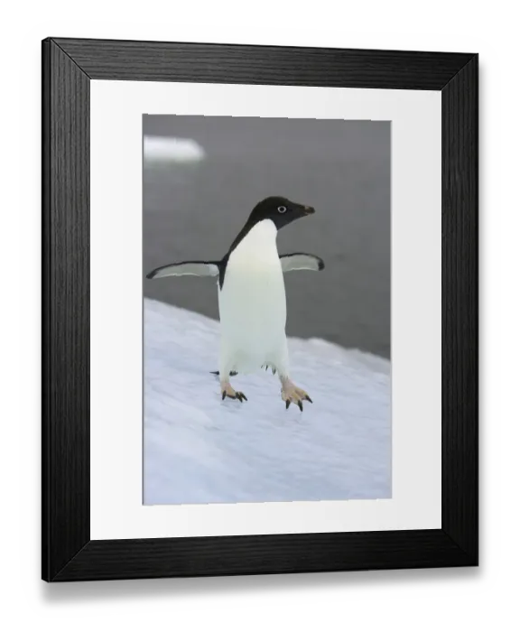 Framed Print : Adelie penguin on ice, Antarctic Peninsula Framed Print : Adelie penguin on ice, Antarctic Peninsula