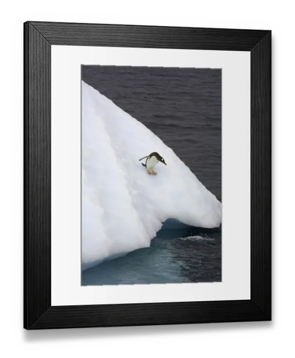 Framed Print : Gentoo penguin on iceberg, Antarctic Peninsula Framed Print : Gentoo penguin on iceberg, Antarctic Peninsula