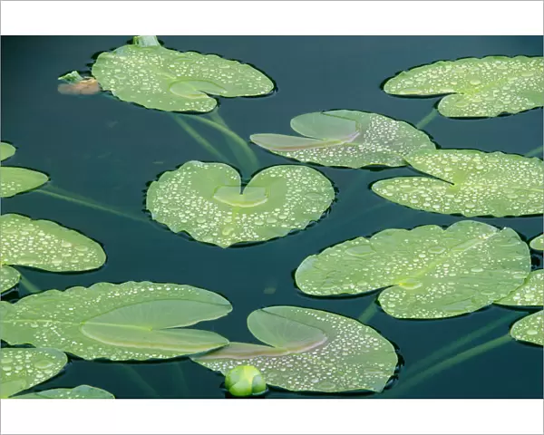 Water lilies (Nymphaeaceae Euryale) floating in small tundra pond