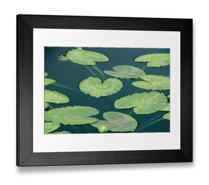 Framed Print : Water lilies (Nymphaeaceae Euryale) floating in small tundra pond