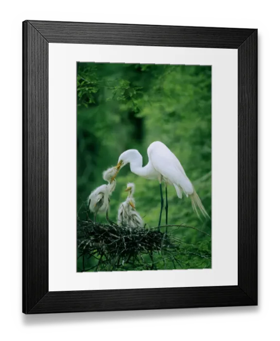 Framed Print : Great egret (Casmerodius albus) in nest, feeding chicks, side view Framed Print : Great egret (Casmerodius albus) in nest, feeding chicks, side view