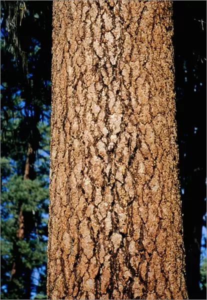 Ponderosa pine (Strobus ponderosa), close-up of trunk