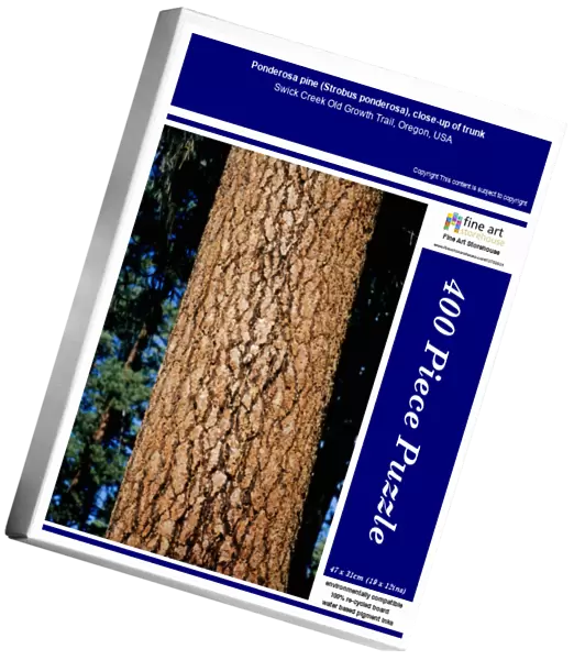 Ponderosa pine (Strobus ponderosa), close-up of trunk