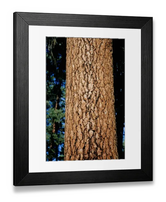 Framed Print : Ponderosa pine (Strobus ponderosa), close-up of trunk Framed Print : Ponderosa pine (Strobus ponderosa), close-up of trunk