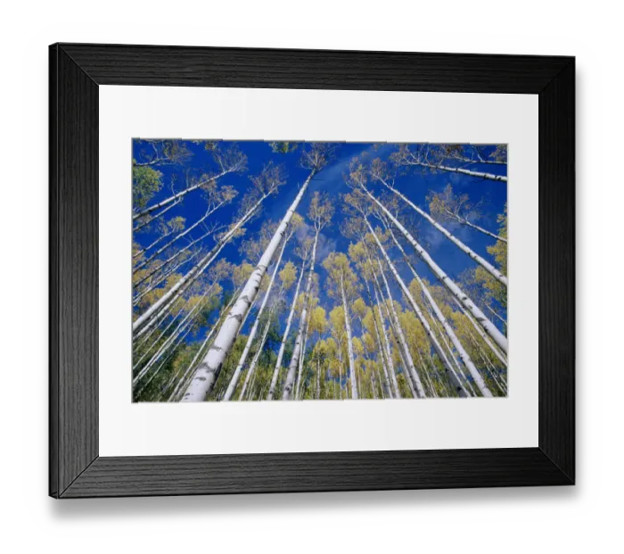 Framed Print : Aspen and white birch grove, low angle view, autumn Framed Print : Aspen and white birch grove, low angle view, autumn