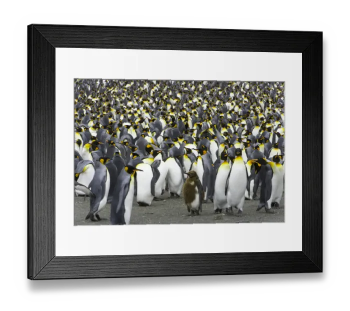 Framed Print : King penguin (Aptenodytes patagonicus) rookery Framed Print : King penguin (Aptenodytes patagonicus) rookery