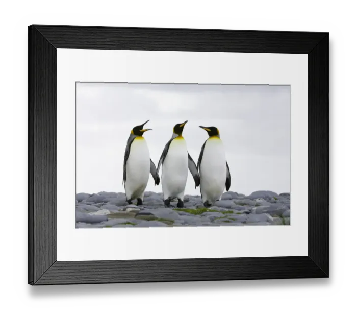 Framed Print : Three king penguins (Aptenodytes patagonicus) standing on rocky beach