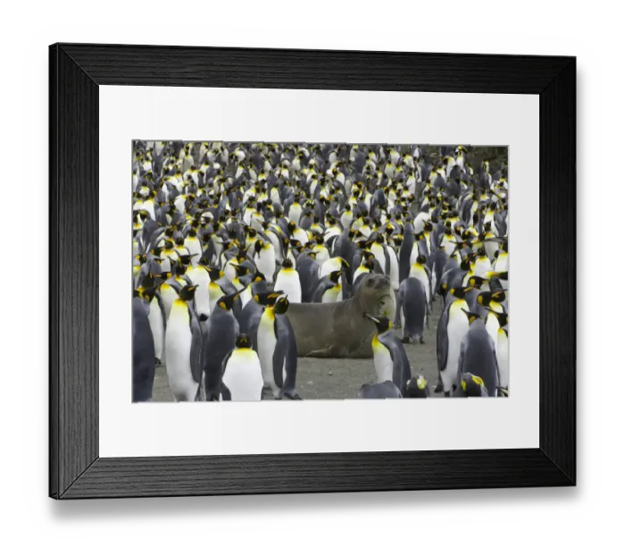 Framed Print : Southern elephant seal pup in king penguin rookery