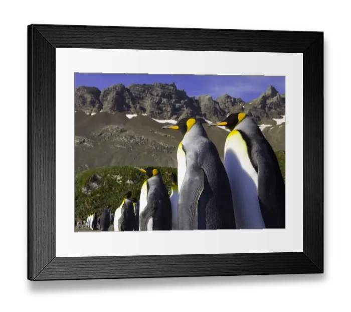 Framed Print : King penguins (Aptenodytes patagonicus) standing on beach, side view Framed Print : King penguins (Aptenodytes patagonicus) standing on beach, side view