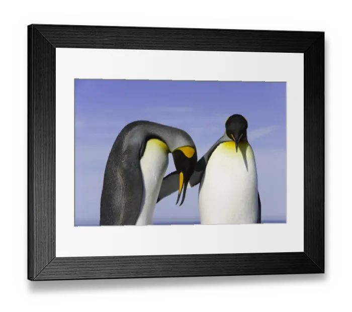 Framed Print : Two king penguins (Aptenodytes patagonicus) in courtship display Framed Print : Two king penguins (Aptenodytes patagonicus) in courtship display