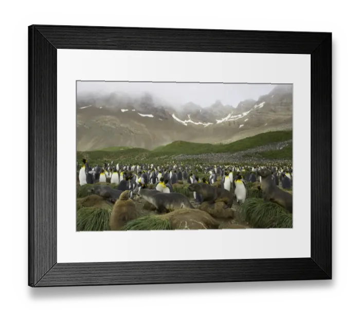 Framed Print : Female Antarctic fur seals passing through king penguin rookery Framed Print : Female Antarctic fur seals passing through king penguin rookery