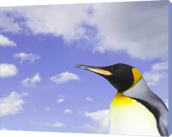 King penguin (Aptenodytes patagonicus) against cloudy sky, side view