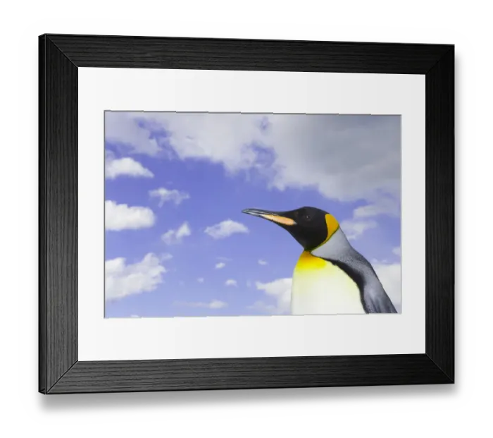 Framed Print : King penguin (Aptenodytes patagonicus) against cloudy sky, side view Framed Print : King penguin (Aptenodytes patagonicus) against cloudy sky, side view