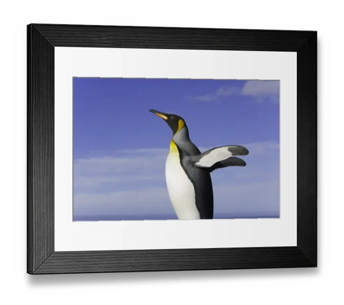 Framed Print : King penguin (Aptenodytes patagonicus) standing on beach, side view
