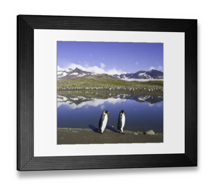 Framed Print : King penguins (Aptenodytes patagonicus) beside pond in rookery Framed Print : King penguins (Aptenodytes patagonicus) beside pond in rookery