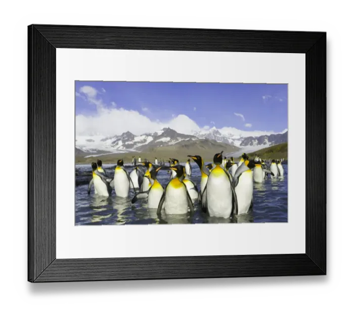 Framed Print : King penguins (Aptenodytes patagonicus) wading in sea, autumn morning