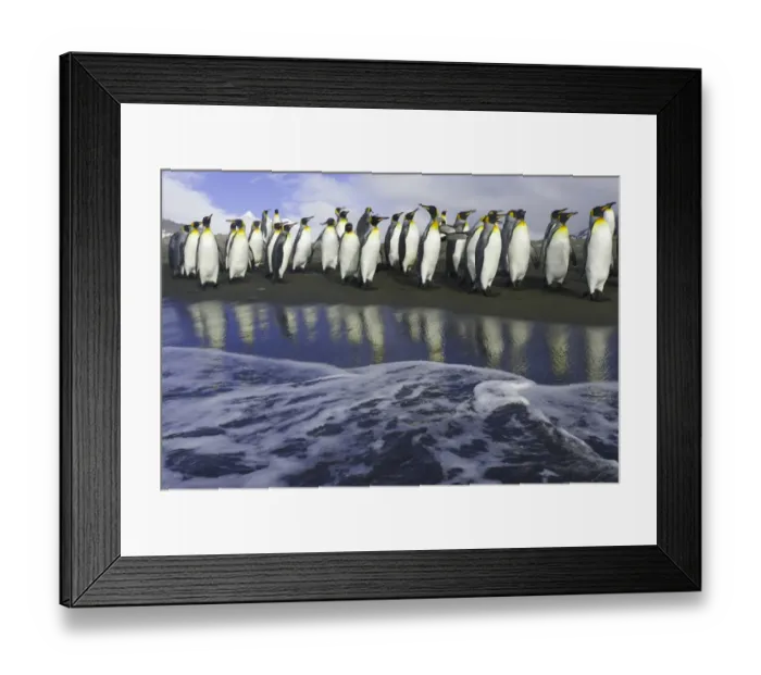 Framed Print : King penguins (Aptenodytes patagonicus) walking along shoreline Framed Print : King penguins (Aptenodytes patagonicus) walking along shoreline