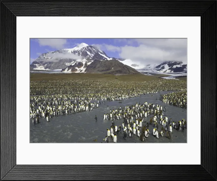 Framed Print : King penguins (Aptenodytes patagonicus) crossing river in rookery Framed Print : King penguins (Aptenodytes patagonicus) crossing river in rookery