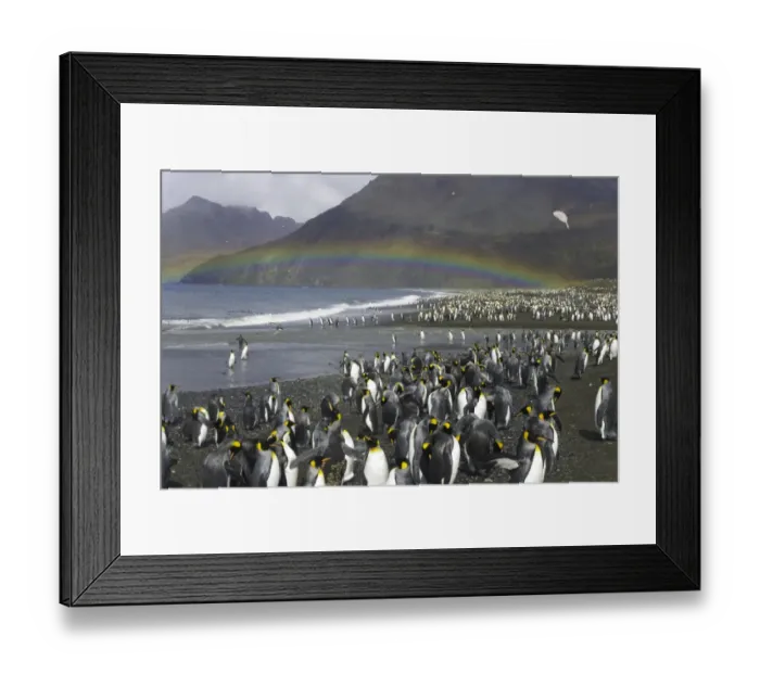 Framed Print : King penguins (Aptenodytes patagonicus) beside river and shoreline Framed Print : King penguins (Aptenodytes patagonicus) beside river and shoreline