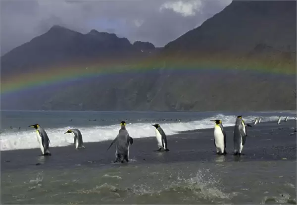 King penguins (Aptenodytes patagonicus) standing along shoreline