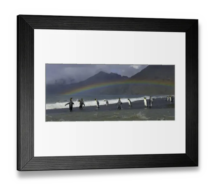 Framed Print : King penguins (Aptenodytes patagonicus) standing along shoreline