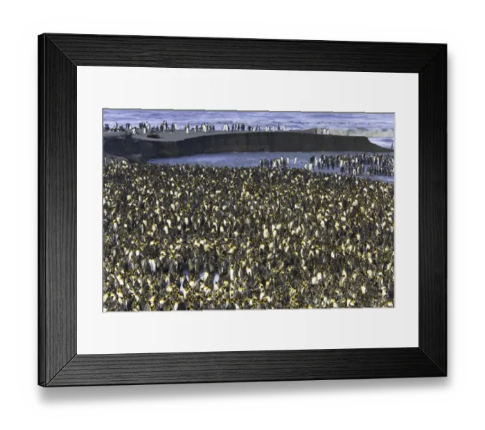 Framed Print : King penguin (Aptenodytes patagonicus) rookery along shoreline Framed Print : King penguin (Aptenodytes patagonicus) rookery along shoreline