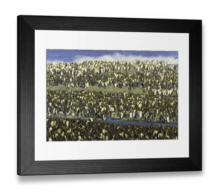 Framed Print : King penguin (Aptenodytes patagonicus) rookery along shoreline Framed Print : King penguin (Aptenodytes patagonicus) rookery along shoreline
