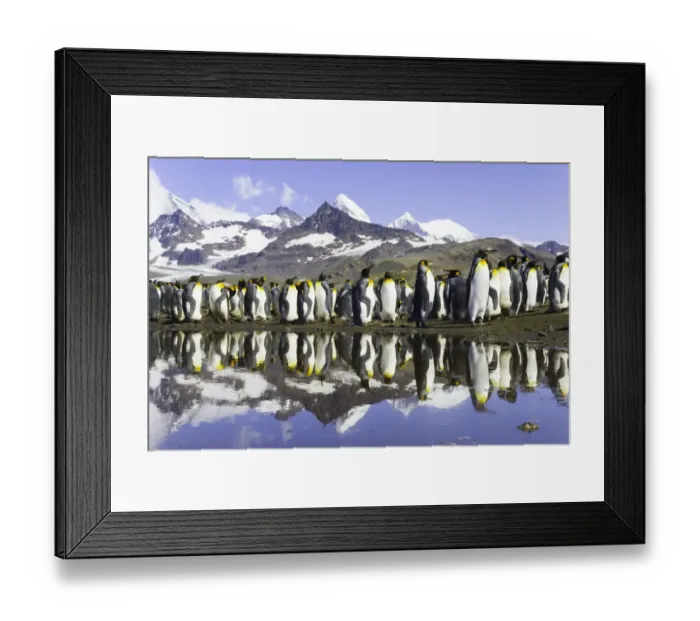 Framed Print : King penguins (Aptenodytes patagonicus) beside pond in rookery Framed Print : King penguins (Aptenodytes patagonicus) beside pond in rookery