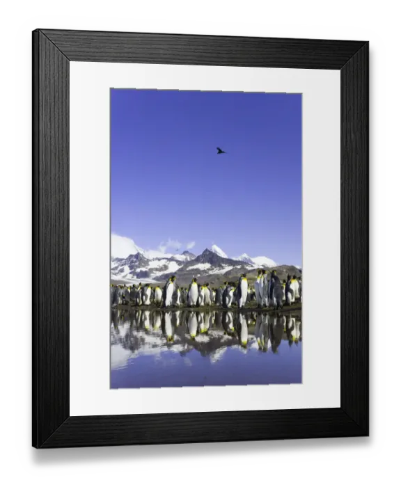 Framed Print : King penguins (Aptenodytes patagonicus) beside pond in rookery Framed Print : King penguins (Aptenodytes patagonicus) beside pond in rookery