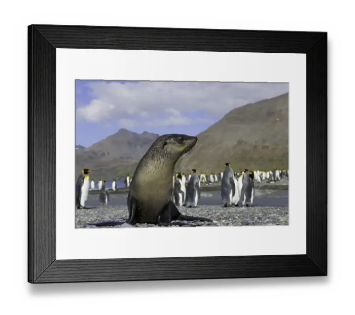 Framed Print : Antarctic fur seal pup in king penguin rookery (focus on seal pup) Framed Print : Antarctic fur seal pup in king penguin rookery (focus on seal pup)