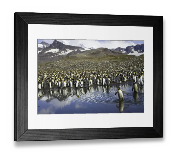 Framed Print : King penguin (Aptenodytes patagonicus) rookery beside mountains Framed Print : King penguin (Aptenodytes patagonicus) rookery beside mountains