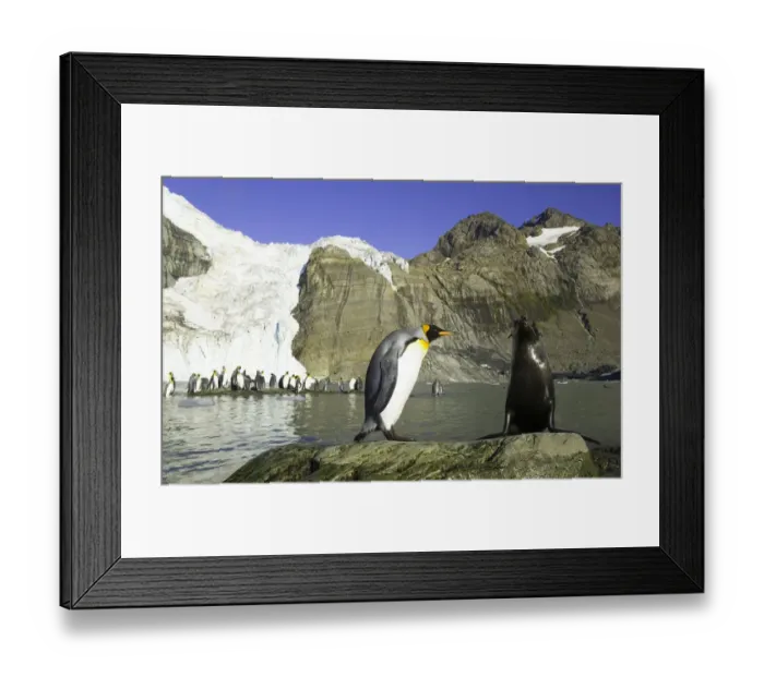 Framed Print : King penguin and female Antarctic fur seal side by side on rock Framed Print : King penguin and female Antarctic fur seal side by side on rock