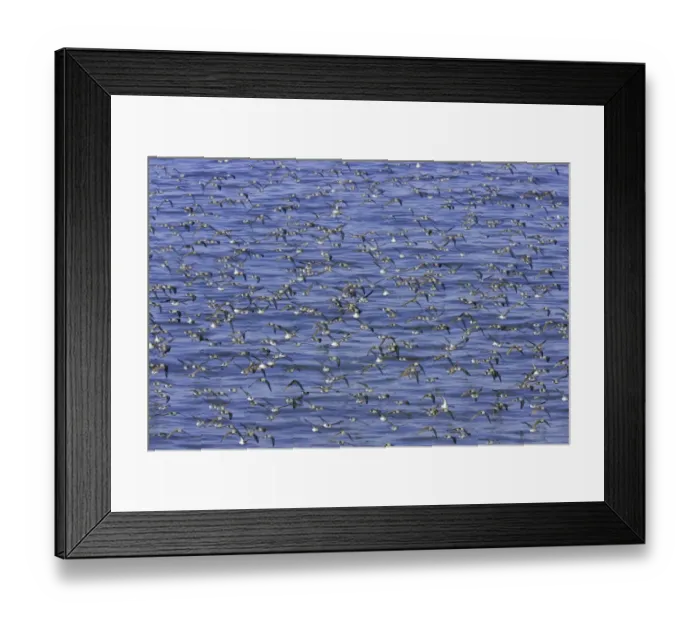 Framed Print : Semipalmated sandpipers (Calidris pusilla) during autumn migration Framed Print : Semipalmated sandpipers (Calidris pusilla) during autumn migration