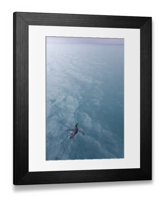 Framed Print : King penguin (Aptenodytes patagonicus) in sea, elevated view Framed Print : King penguin (Aptenodytes patagonicus) in sea, elevated view
