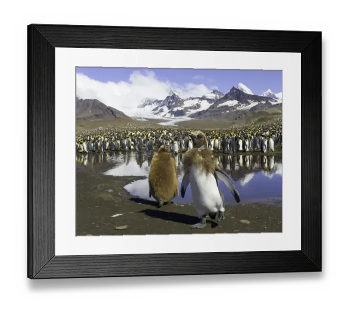 Framed Print : King penguin rookery (focus on two chicks in foreground) Framed Print : King penguin rookery (focus on two chicks in foreground)