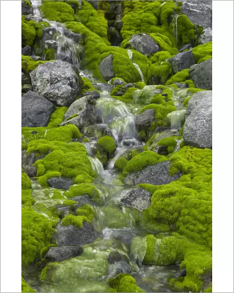 South Georgia, Smaaland Cove, stream flowing over moss-covered rocks