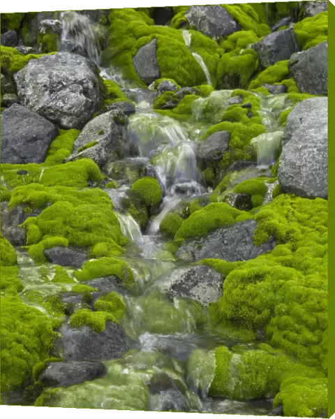 South Georgia, Smaaland Cove, stream flowing over moss-covered rocks