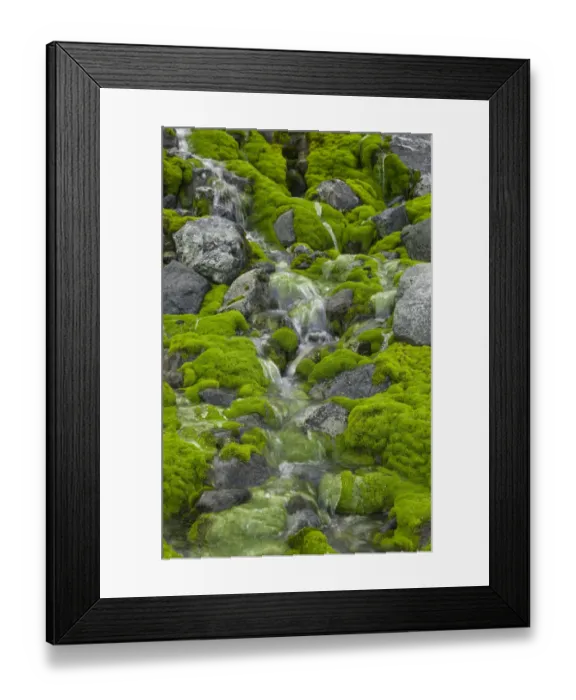 Framed Print : South Georgia, Smaaland Cove, stream flowing over moss-covered rocks Framed Print : South Georgia, Smaaland Cove, stream flowing over moss-covered rocks
