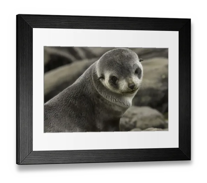 Framed Print : Antarctic fur seal (Arctocephalus gazella) pup on beach Framed Print : Antarctic fur seal (Arctocephalus gazella) pup on beach