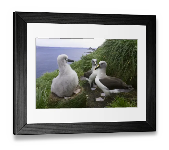 Framed Print : Two grey-headed albatross (Thalassarche chrysostoma) and chick in nest Framed Print : Two grey-headed albatross (Thalassarche chrysostoma) and chick in nest