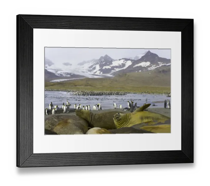 Framed Print : Southern elephant seals molting on beach in king penguin rookery