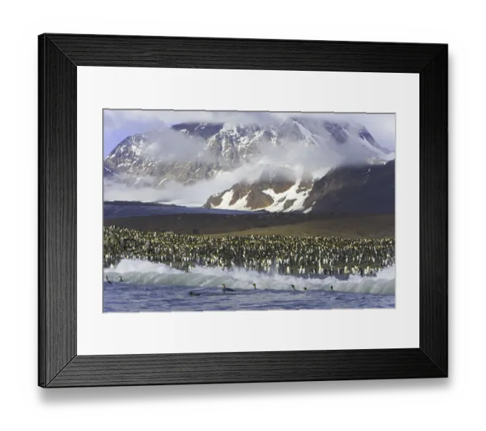 Framed Print : King penguin (Aptenodytes patagonicus) rookery on shoreline Framed Print : King penguin (Aptenodytes patagonicus) rookery on shoreline