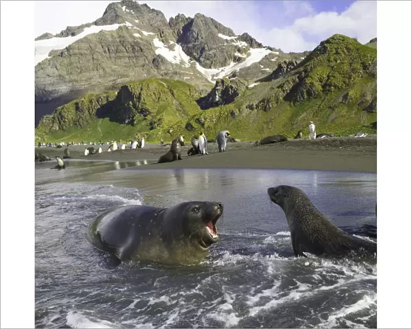 Southern elephant seal pup barking at Antarctic fur seal in surf