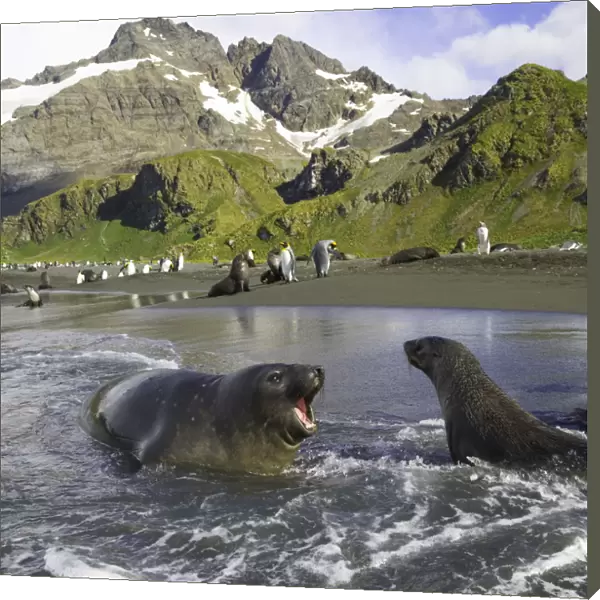Southern elephant seal pup barking at Antarctic fur seal in surf