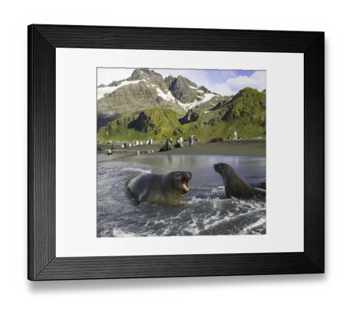 Framed Print : Southern elephant seal pup barking at Antarctic fur seal in surf