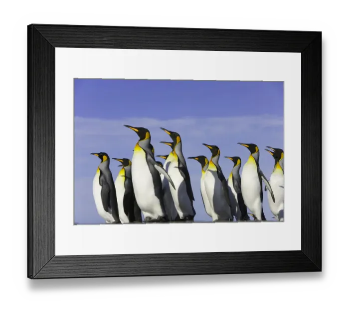 Framed Print : King penguins (Aptenodytes patagonicus) standing on beach, side view Framed Print : King penguins (Aptenodytes patagonicus) standing on beach, side view