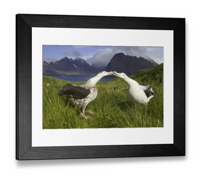 Framed Print : Two wandering albatross (Diomedea exulans) in courtship display Framed Print : Two wandering albatross (Diomedea exulans) in courtship display